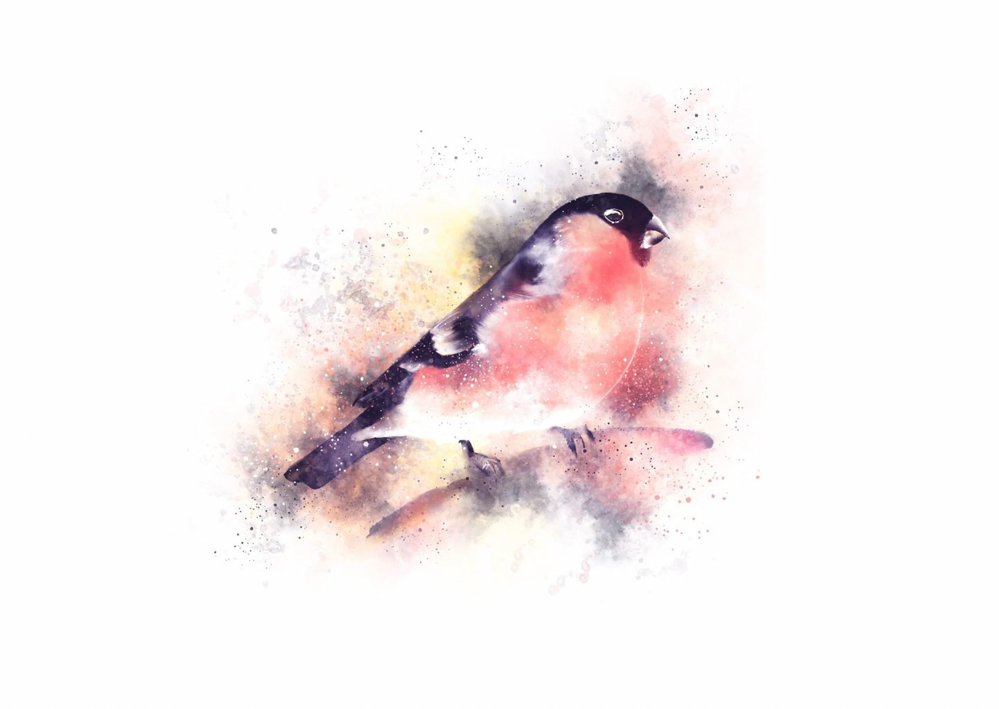 Pink Chested Robin Card