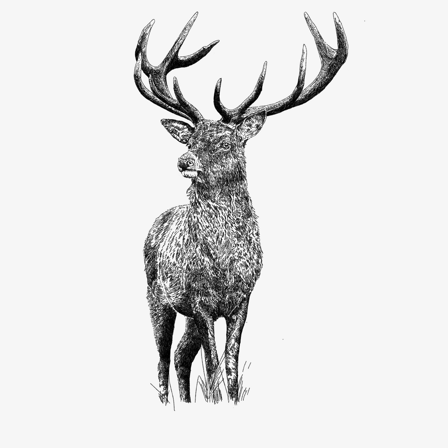 Black & White Stag Print