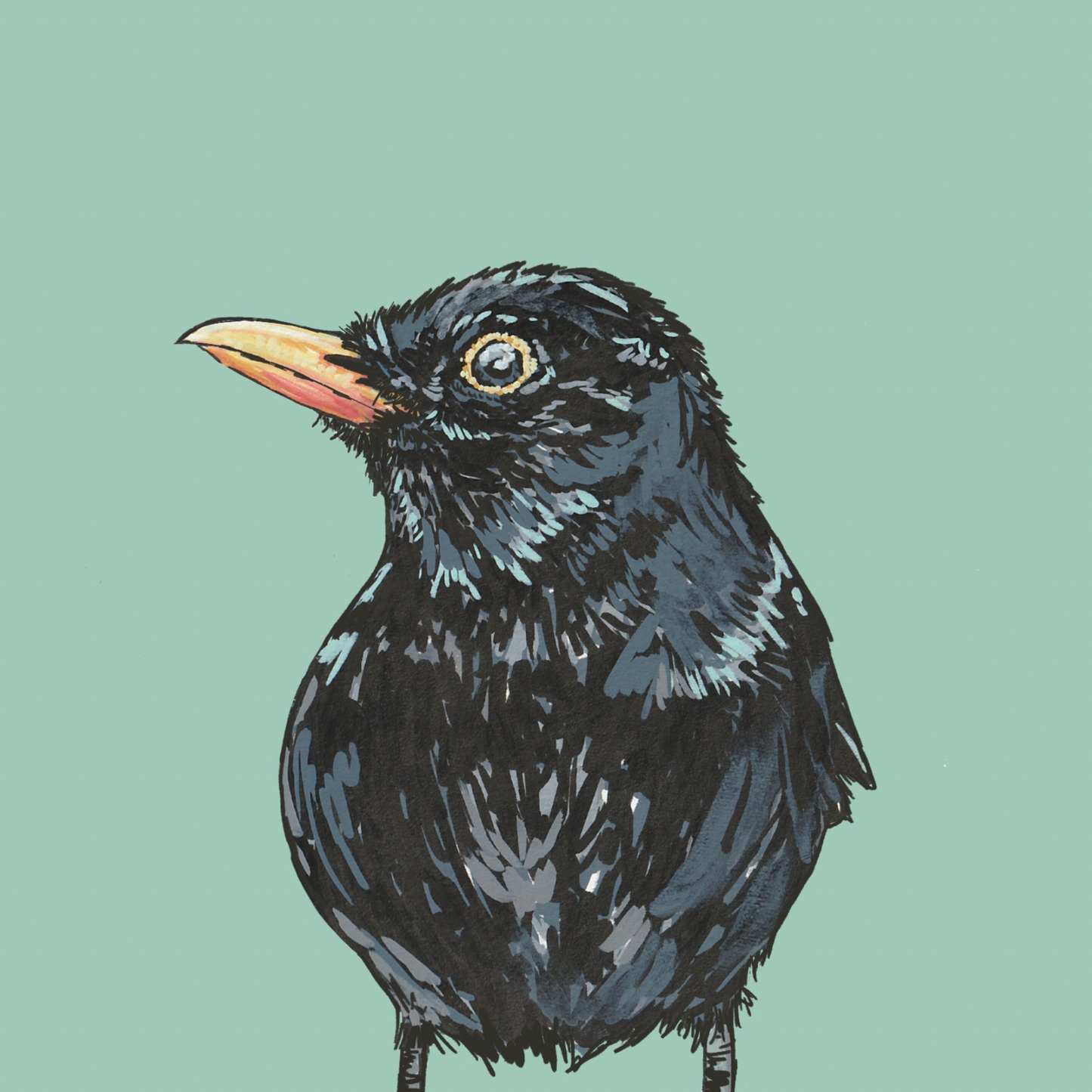 Blackbird British Bird Art Print