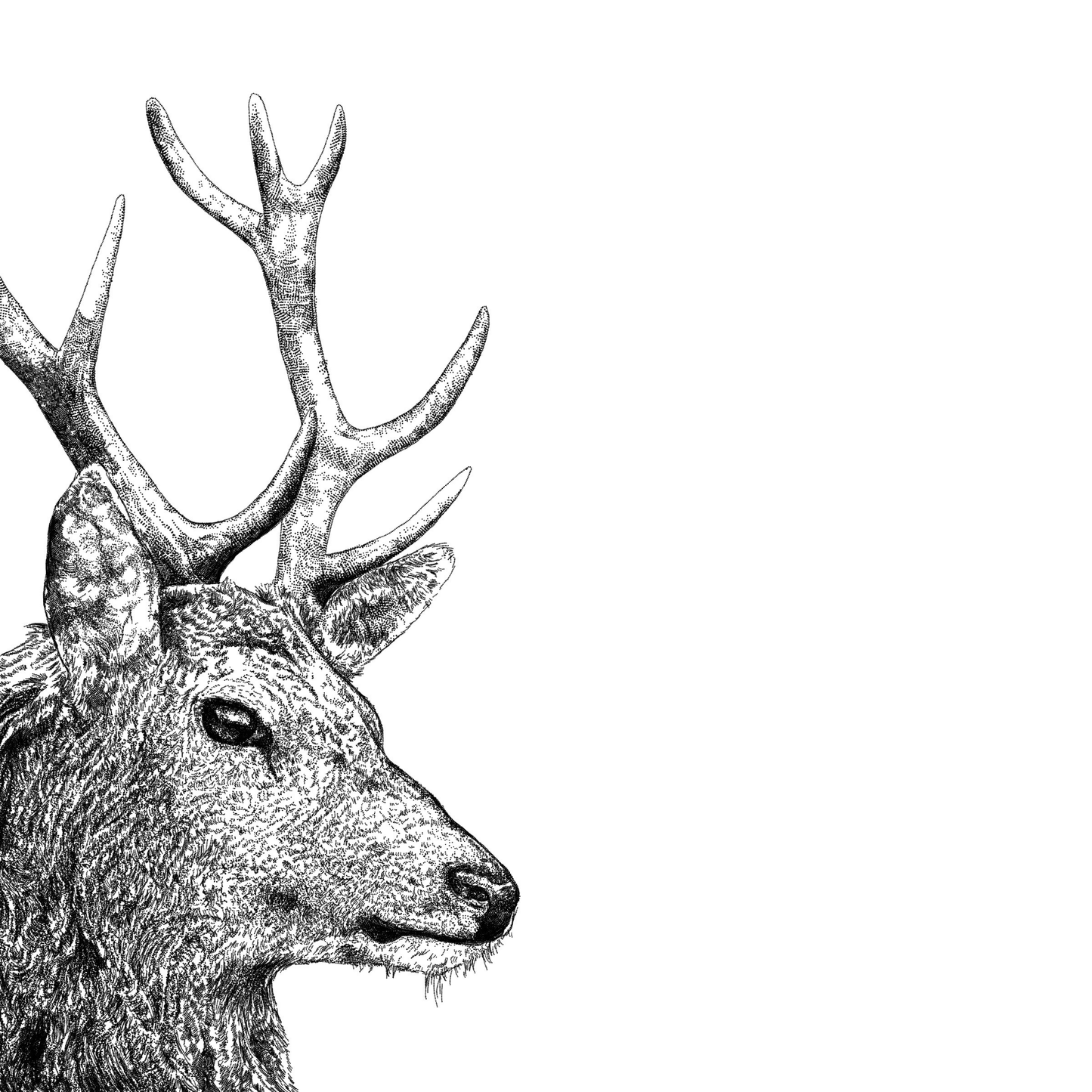 Personalised Stag Card for Dad | Wildlife Father’s Day Greeting Card
