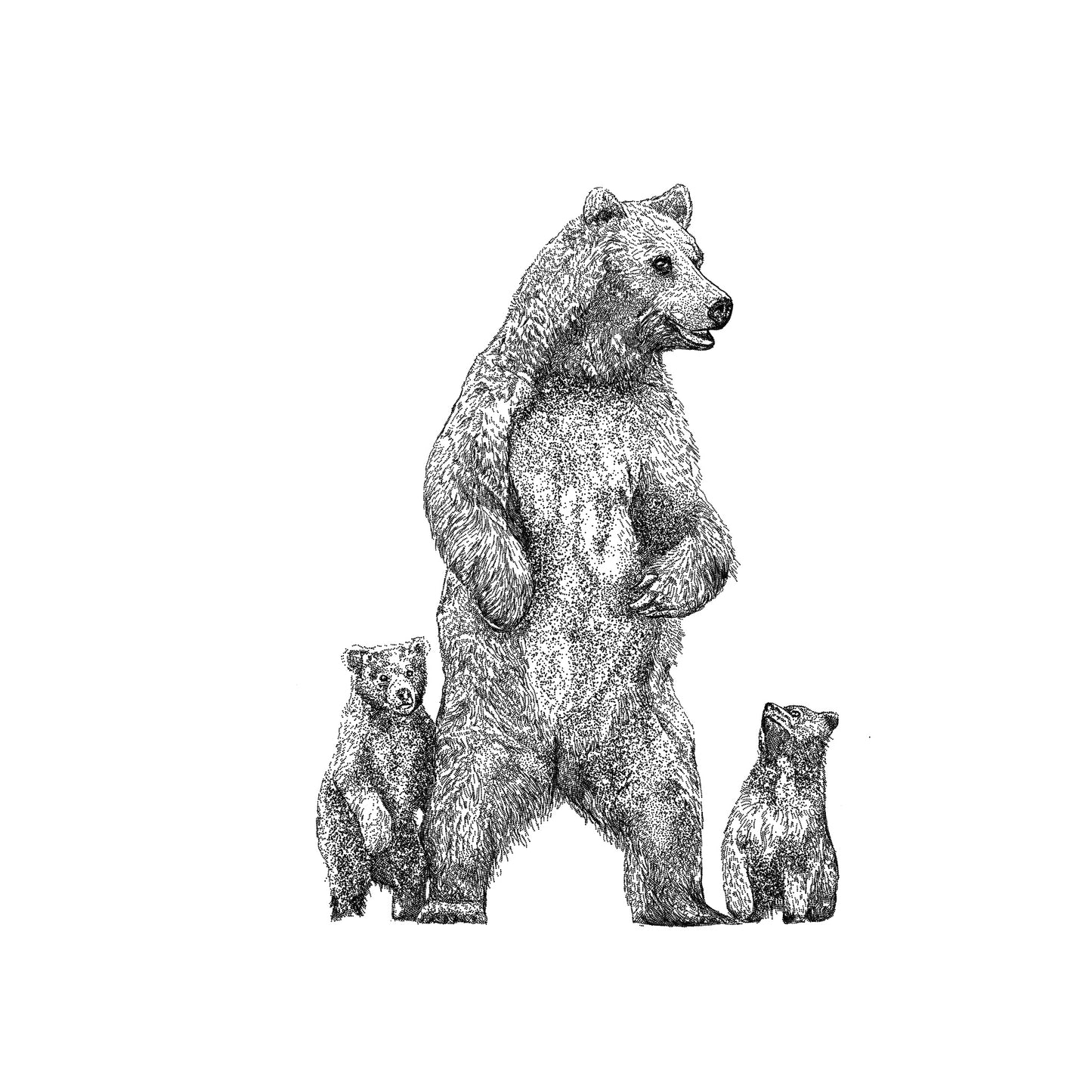Bear & Cubs Greeting Cards