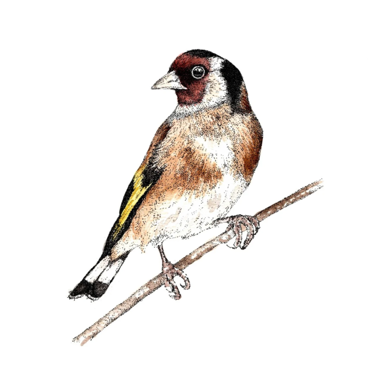 Golden Pause *Limited Edition Art Print*