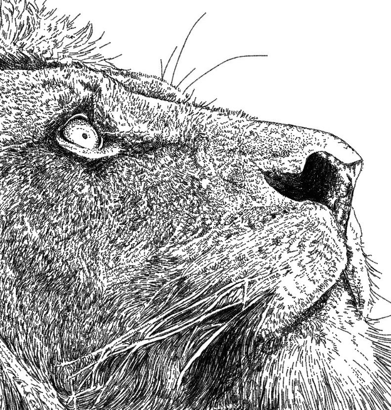 Lion Black & White Art Print