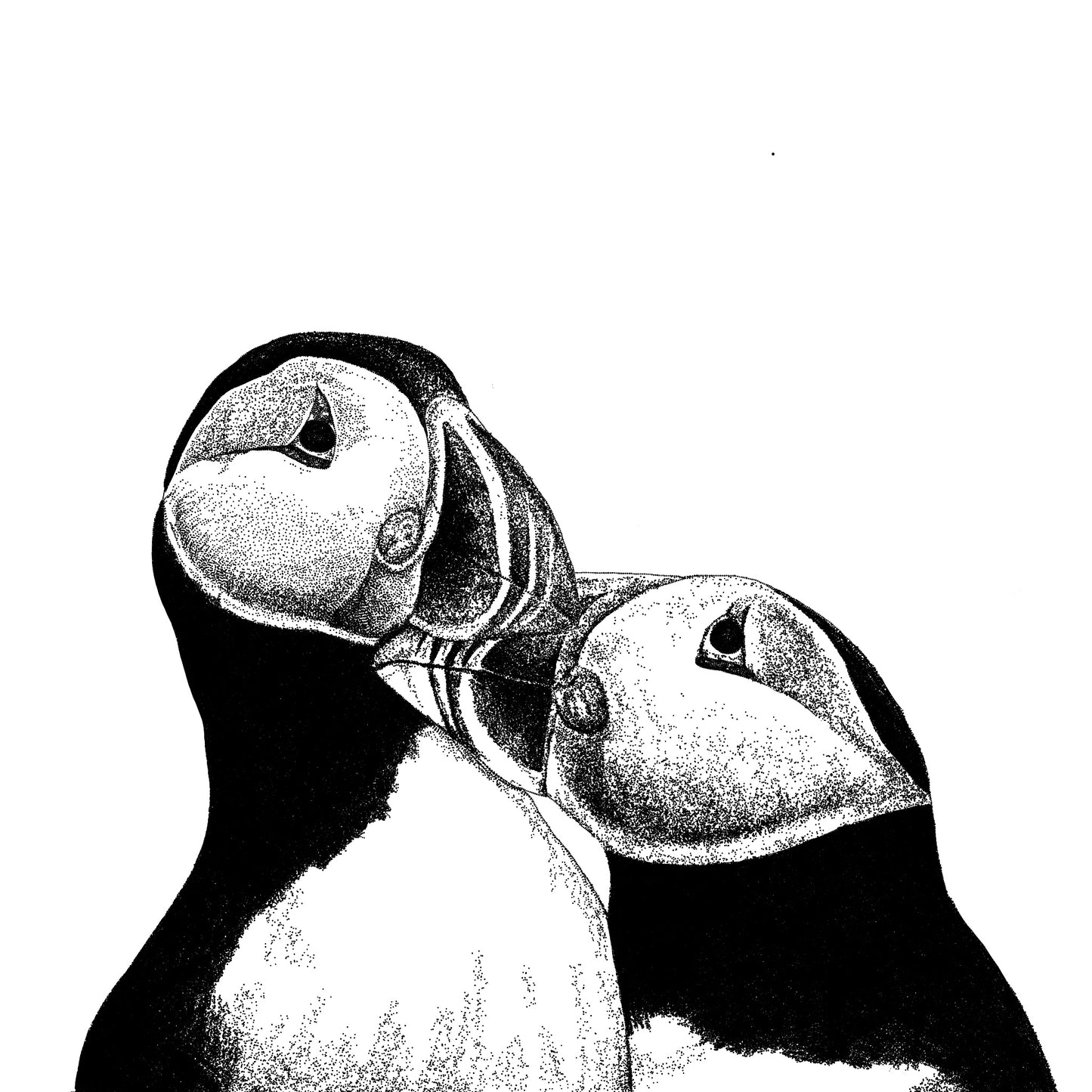 Puffins In Love Card