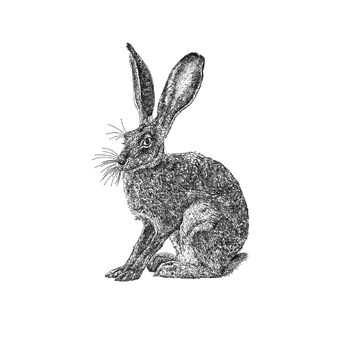 Wild Hare Greeting Card
