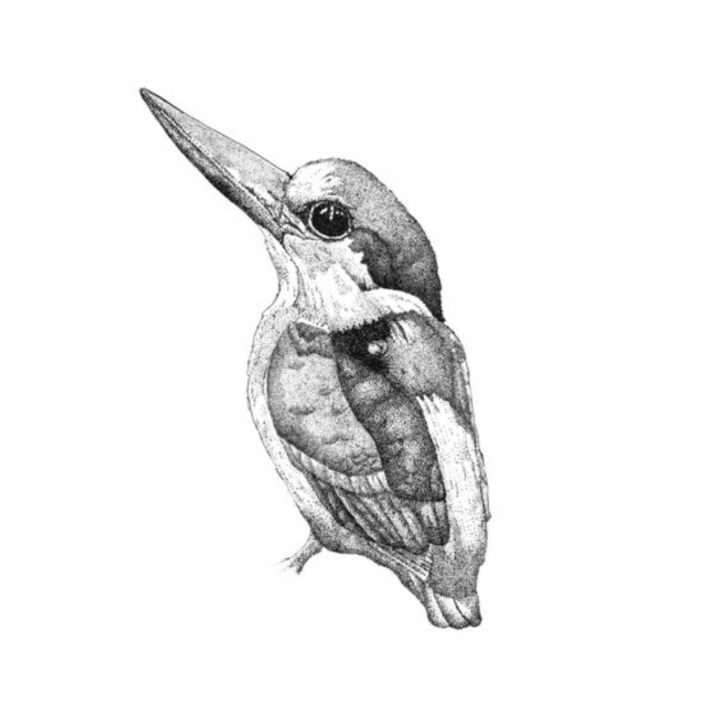 Black & White Kookaburra Card