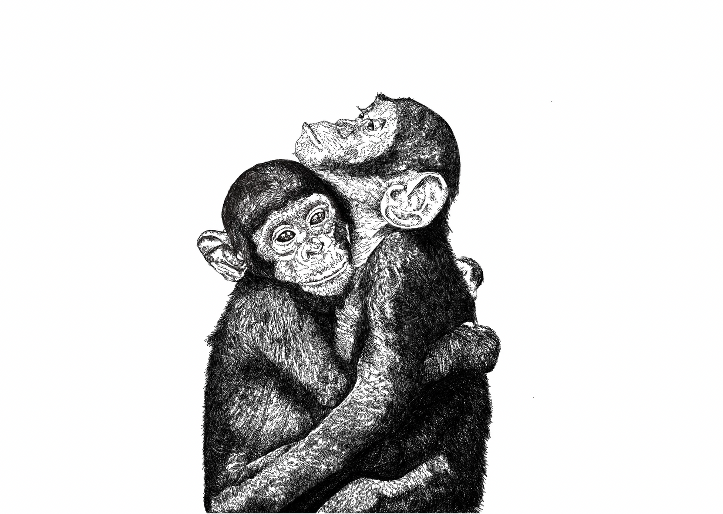 Chimpanzee Cuddles Card