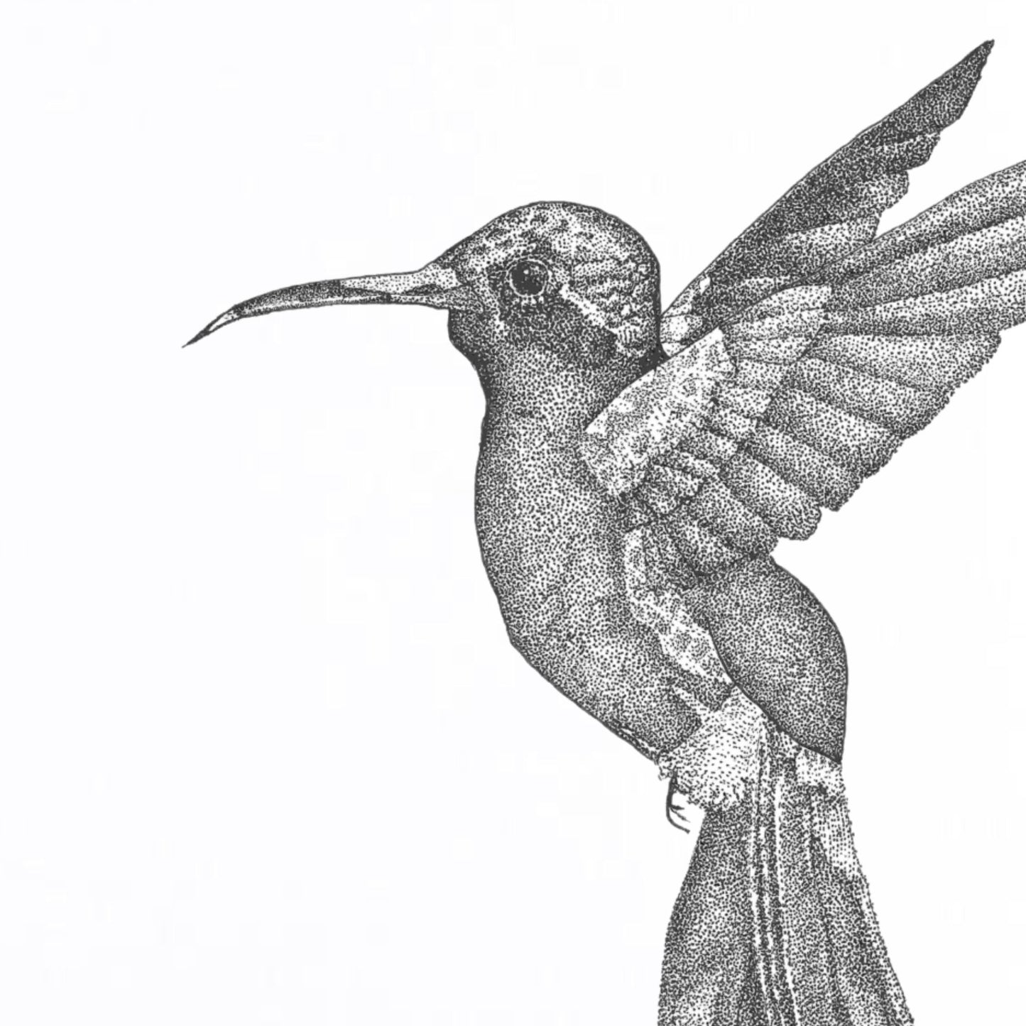 Hummingbird Print