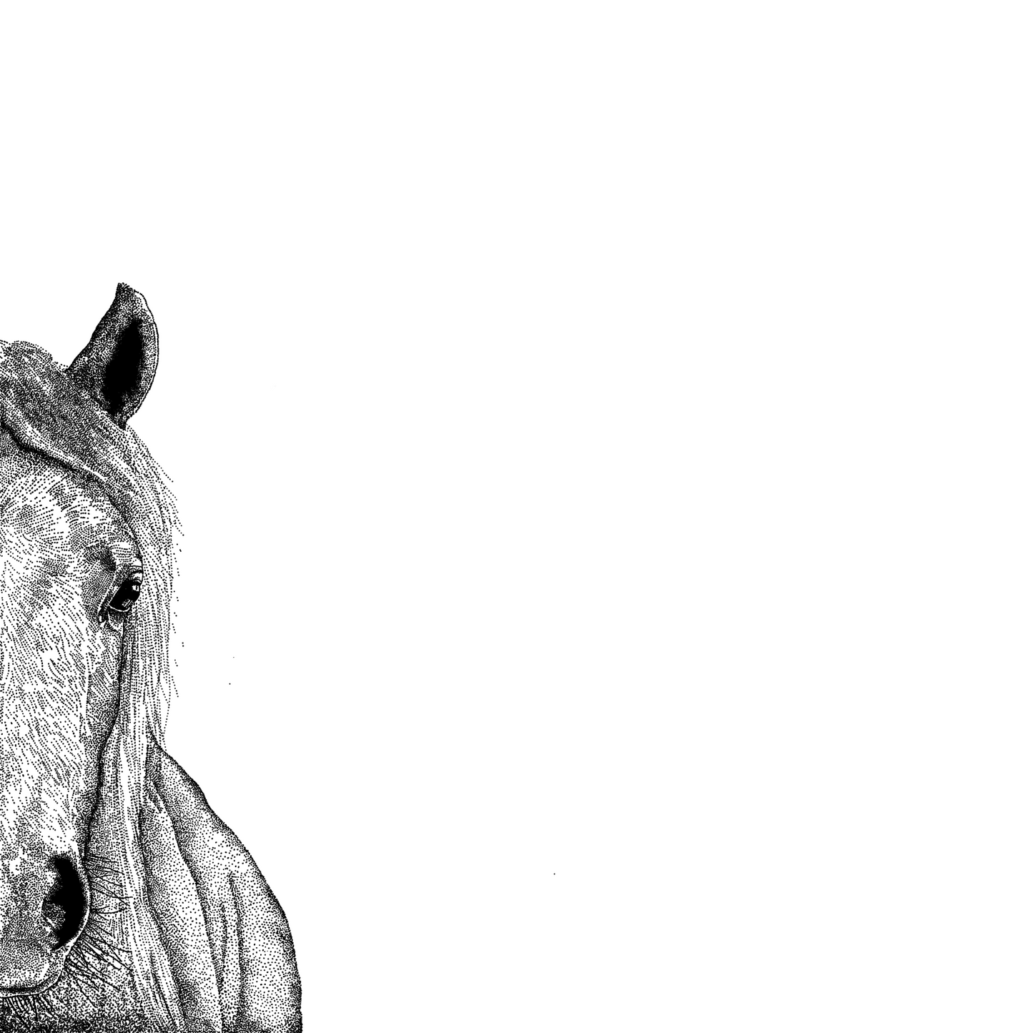 Horse Greeting Card