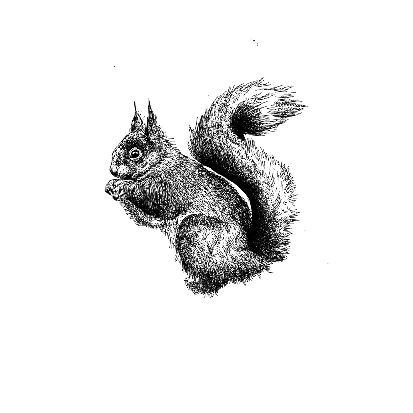 Squirrel Print