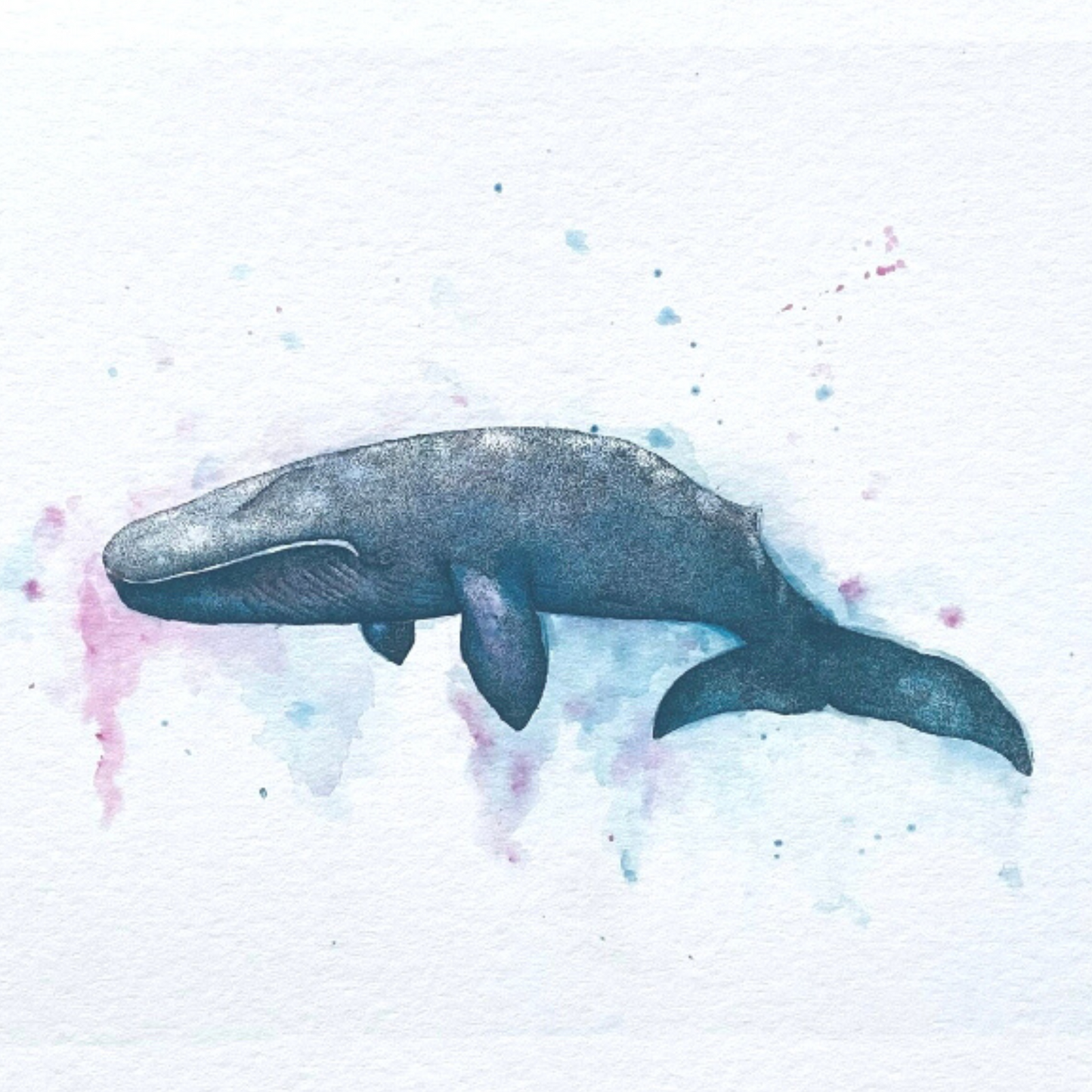 Blue Whale Print