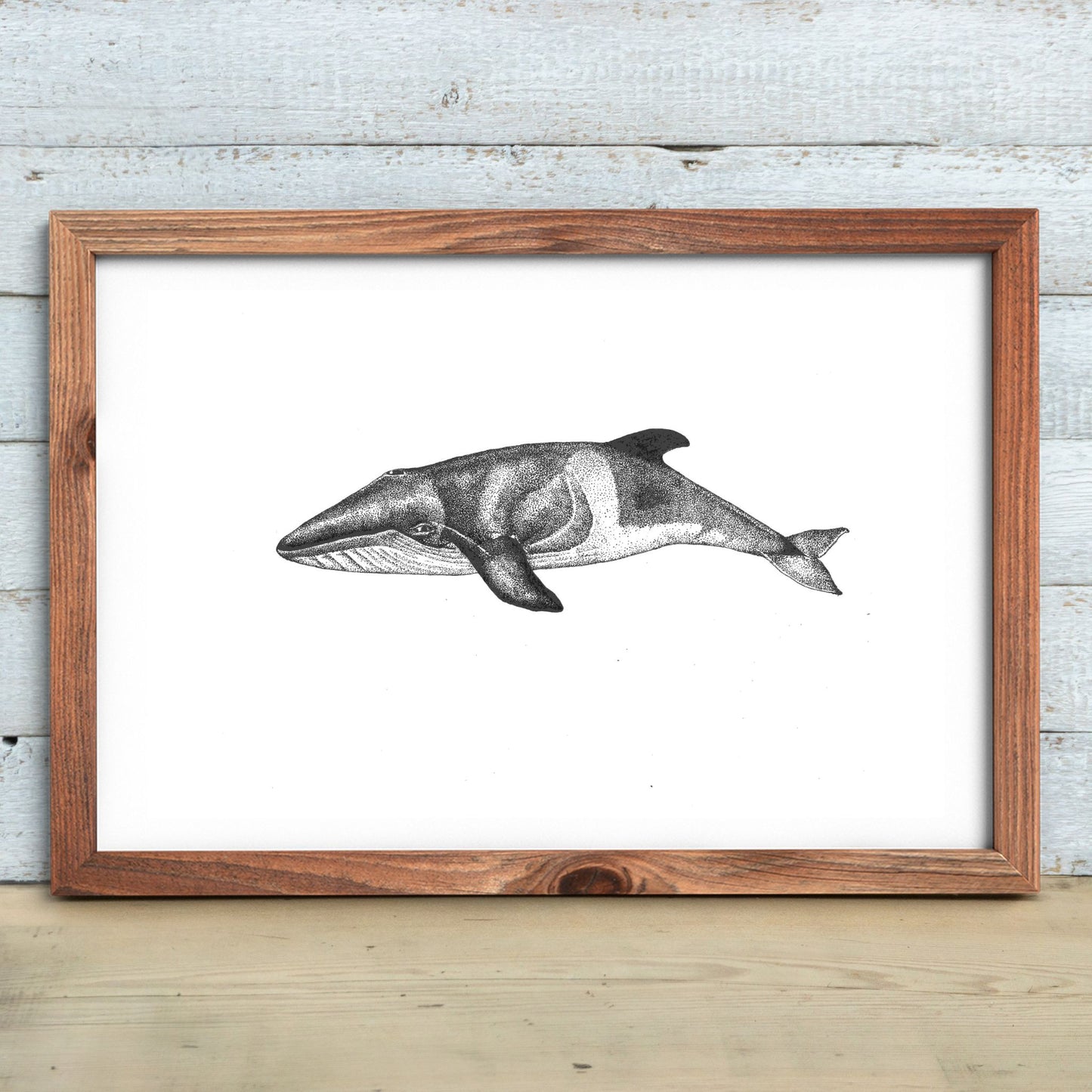 Minke Whale Print