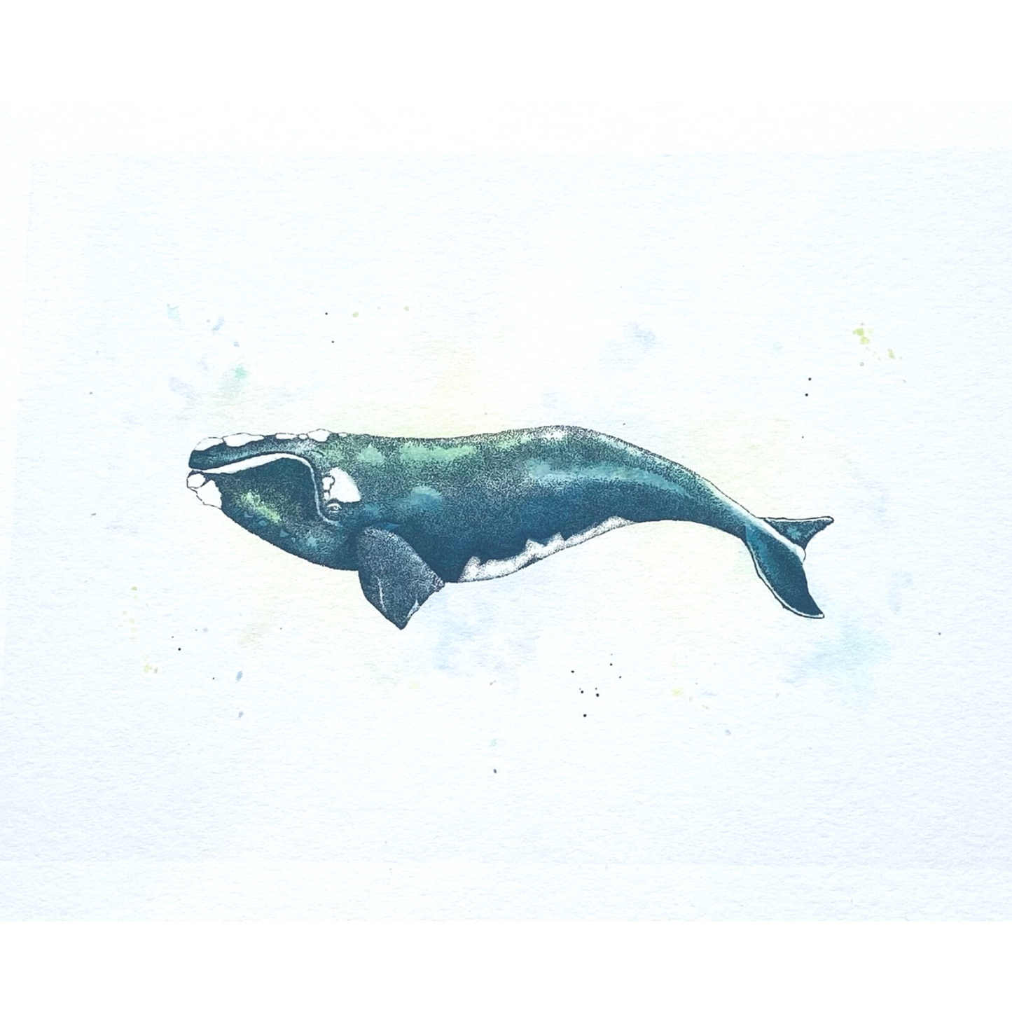 Atlantic Whale Print