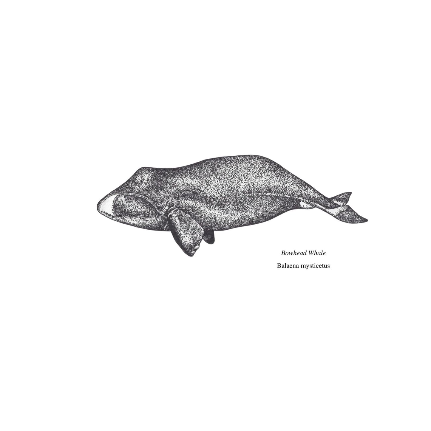 Bowhead Whale Print