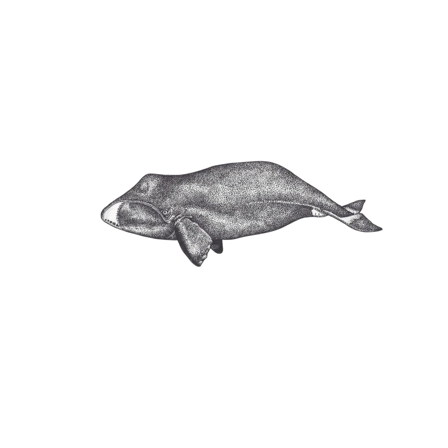 Bowhead Whale Print