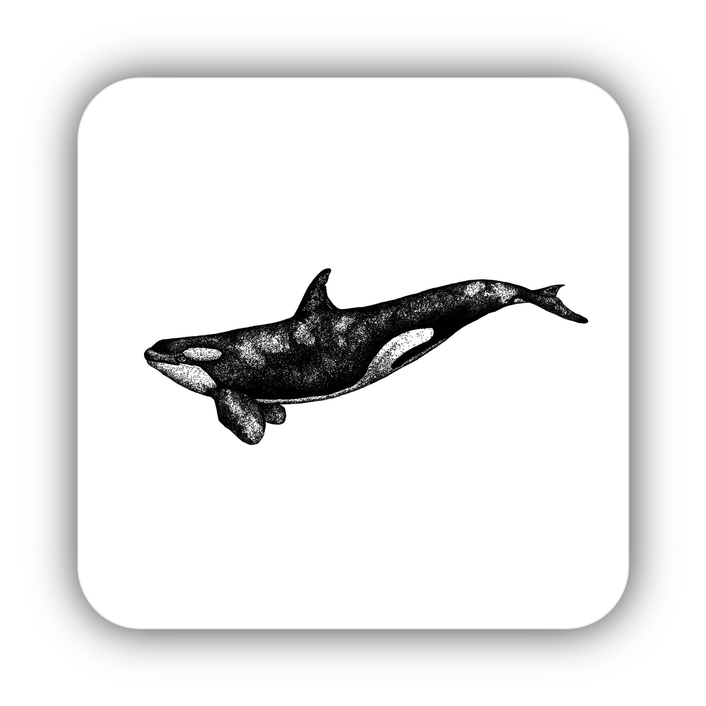 Orca Coaster