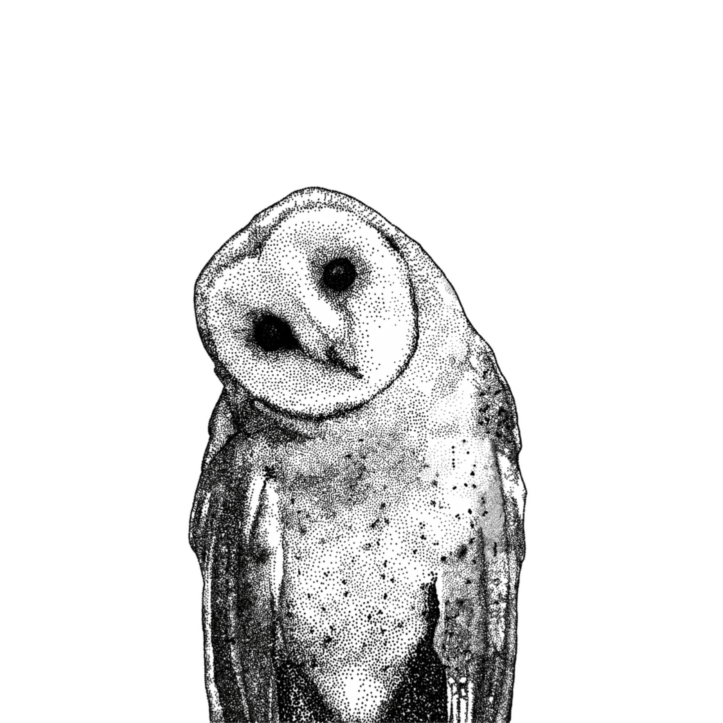 Owl Prints