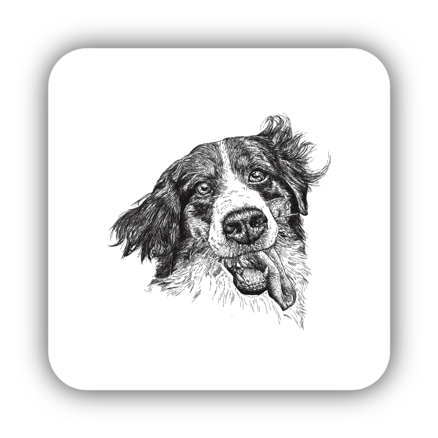 Border collie outlet coasters