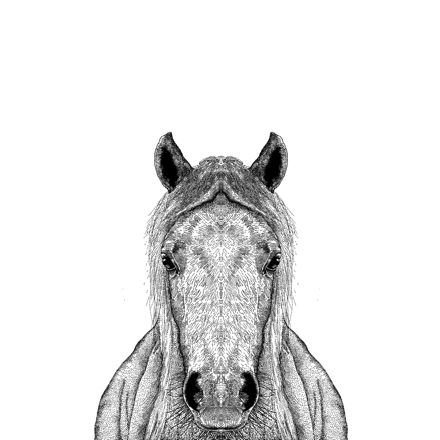 Horse Greeting Card