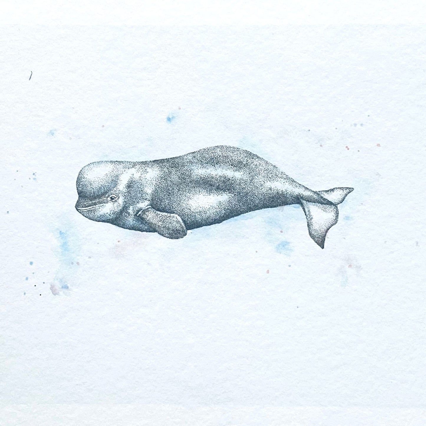 Beluga Whale Print