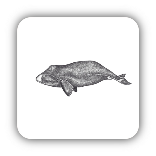 Bowhead Whale Coaster