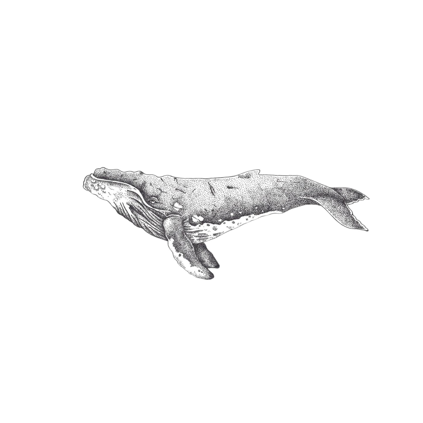 Humpback Whale Print