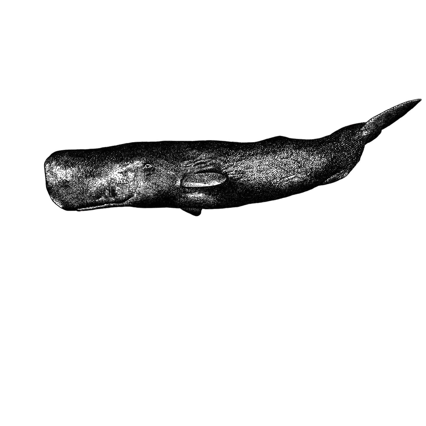 Sperm Whale Print