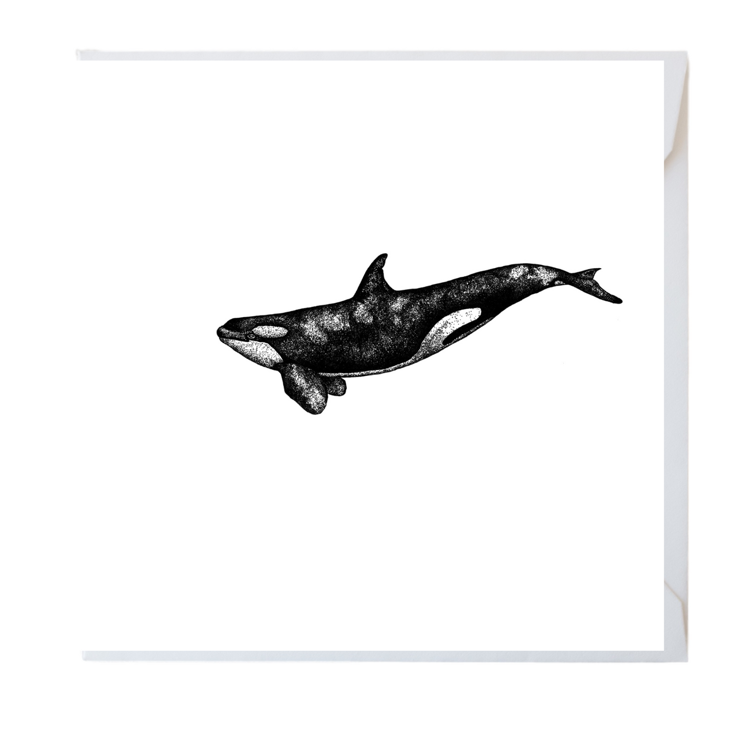 Orca Whale Card