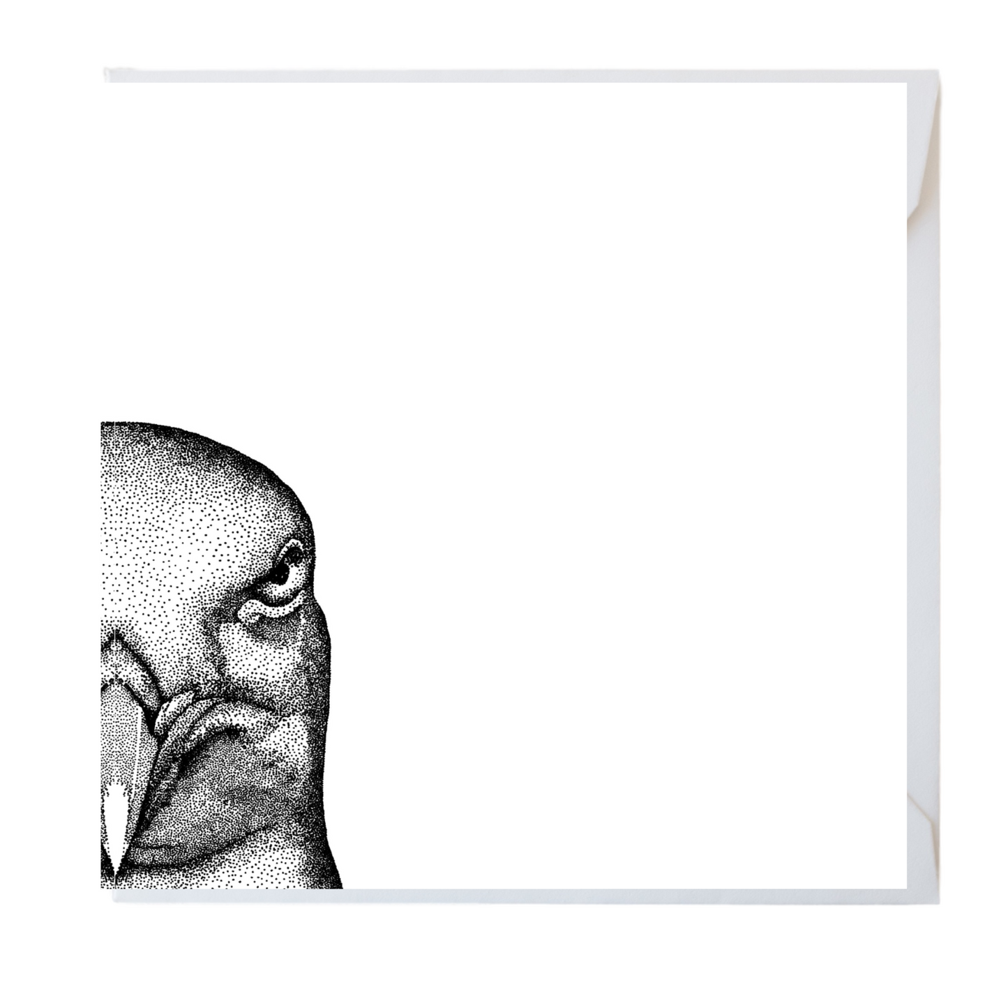 Seagull Greeting Card