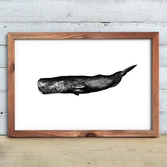 Sperm Whale Print
