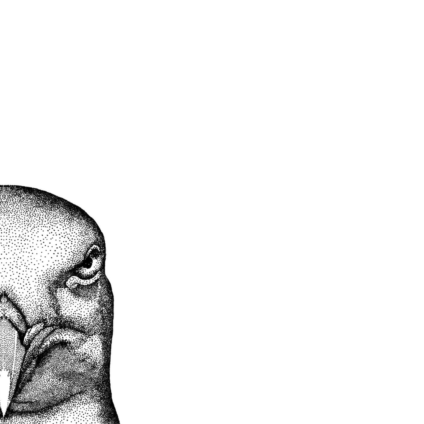 Seagull Greeting Card