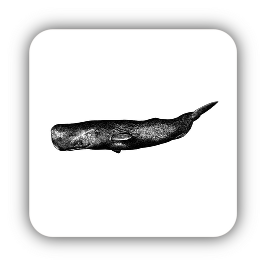 Sperm Whale Coaster