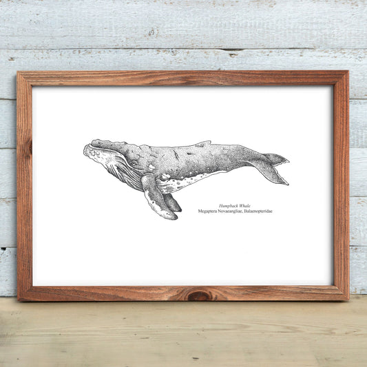Humpback Whale Print