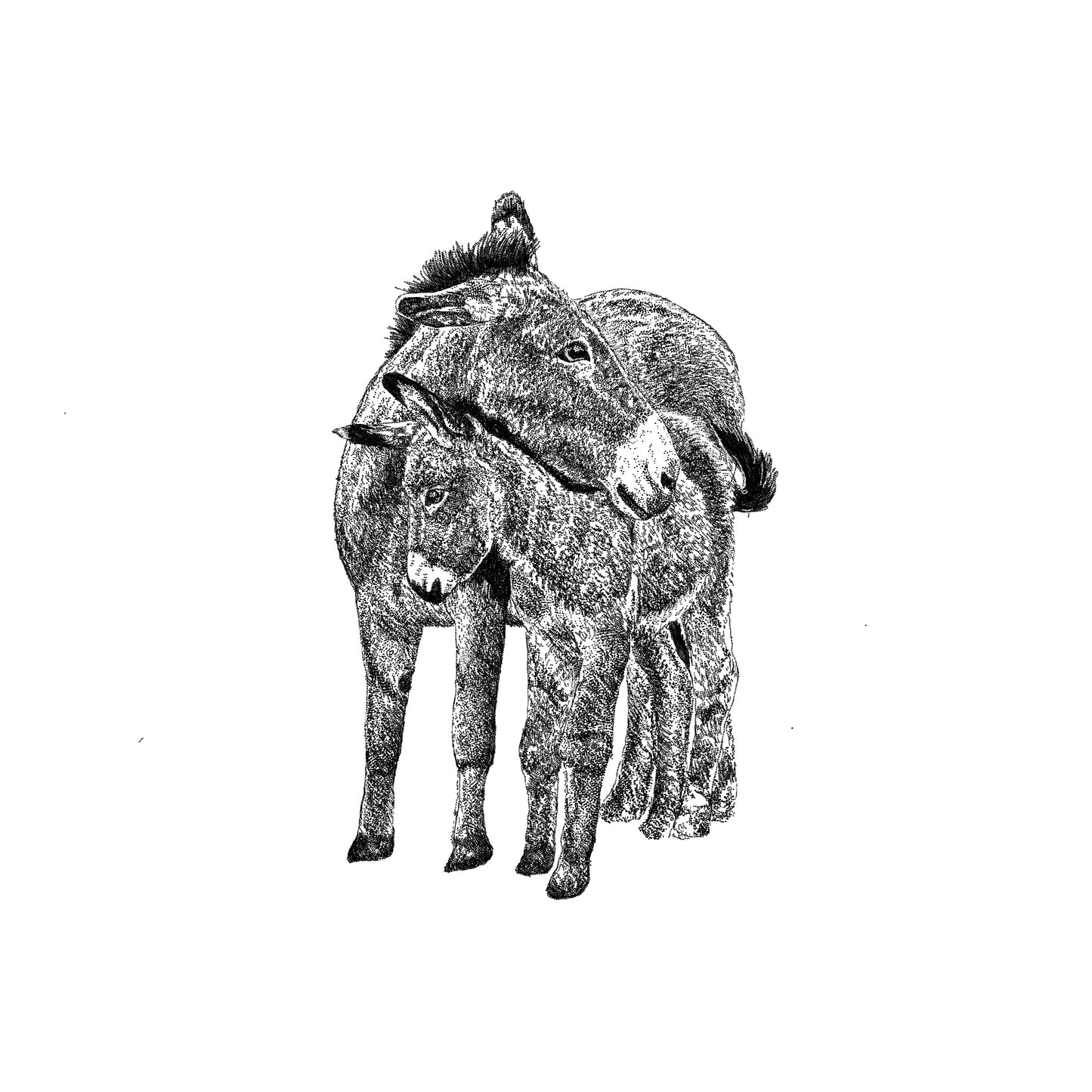 Donkey and Foal Card