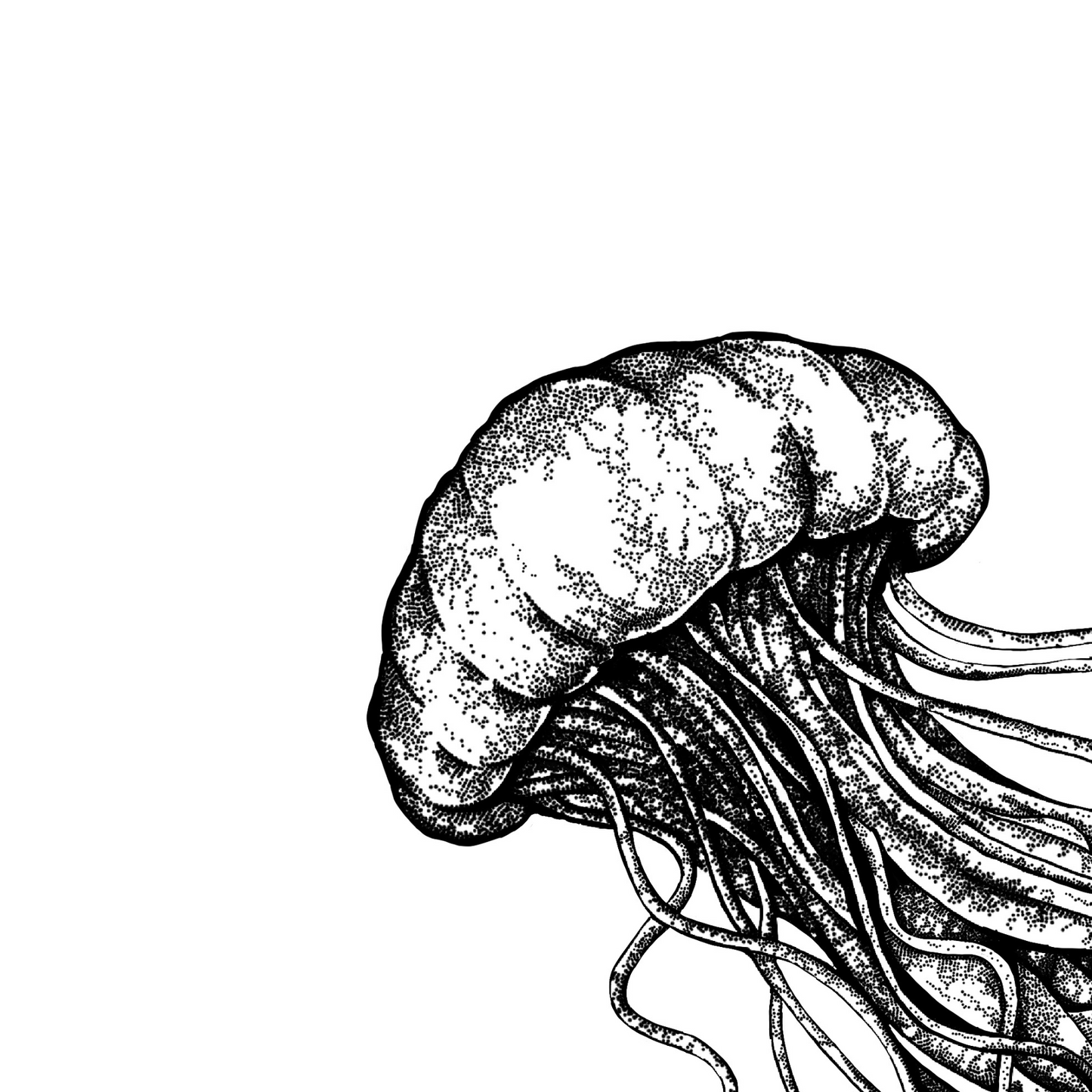 Black & White Jellyfish Card