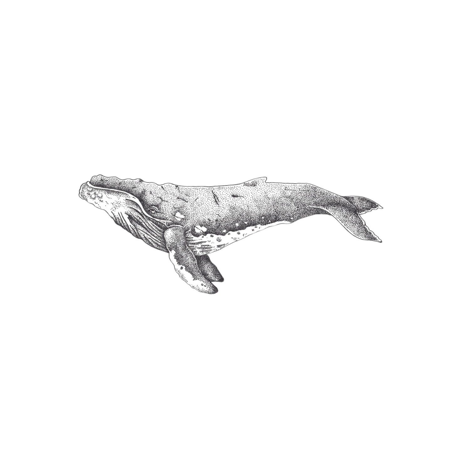 Humpback Whale Card