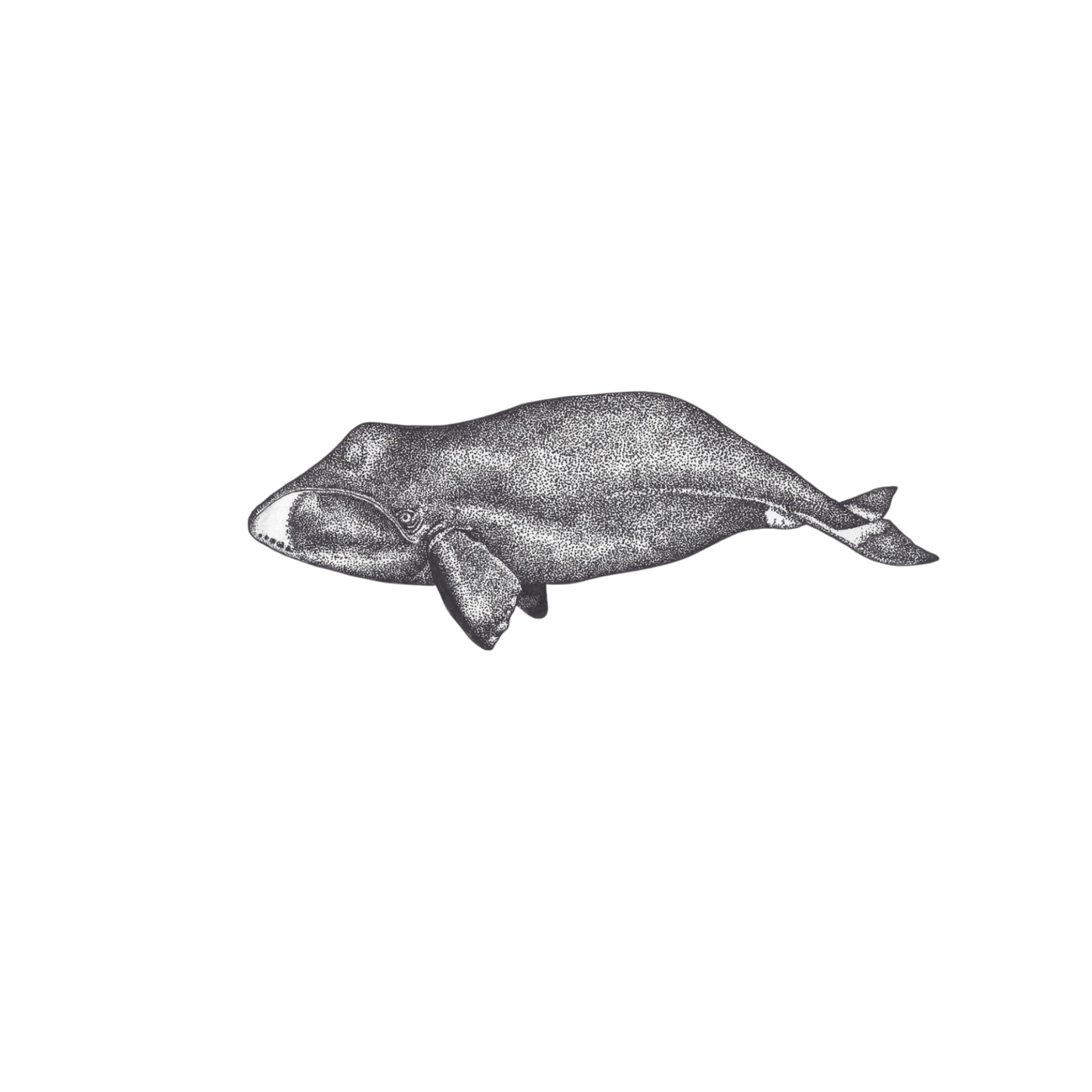 Bowhead Whale Card