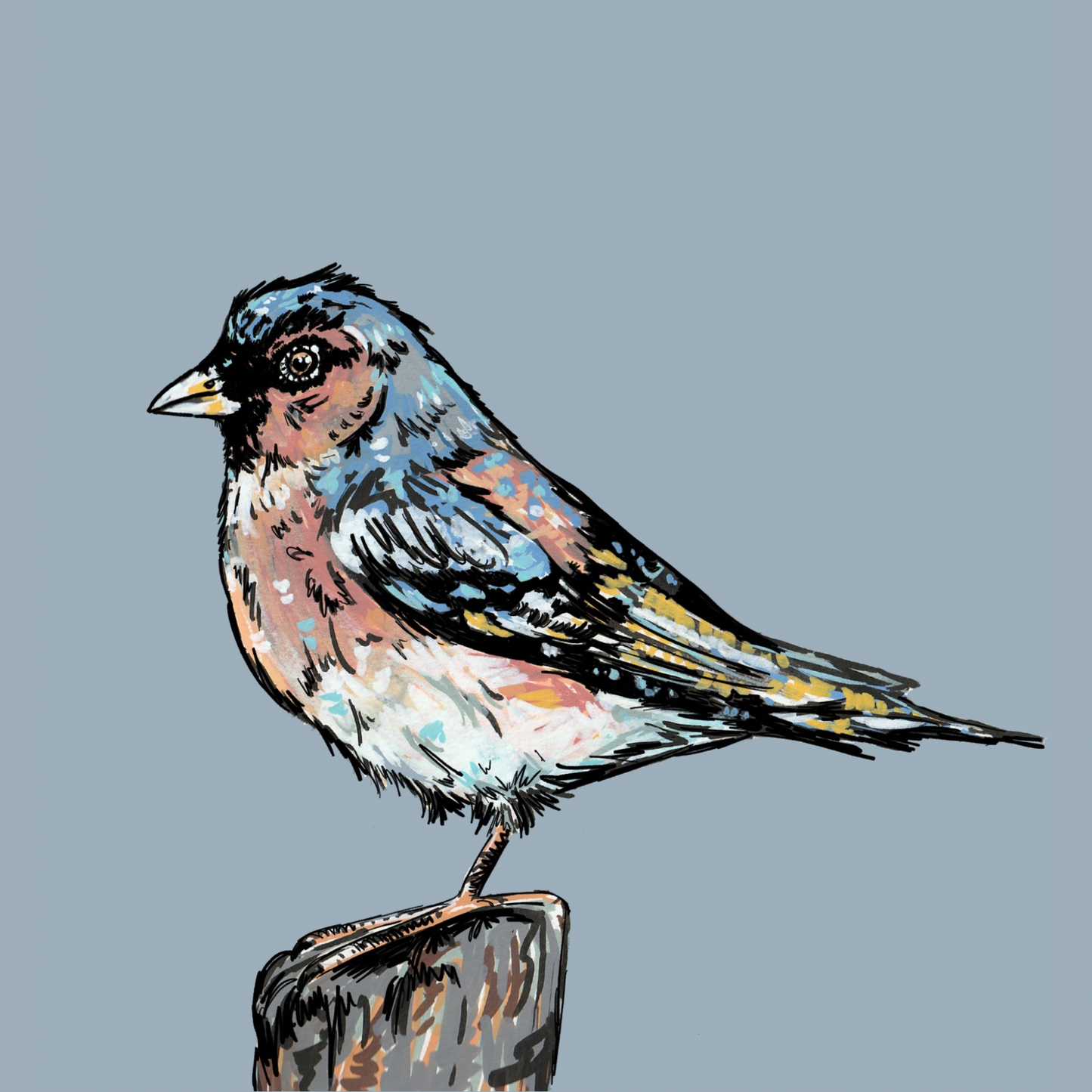 Chaffinch British Bird Art Print