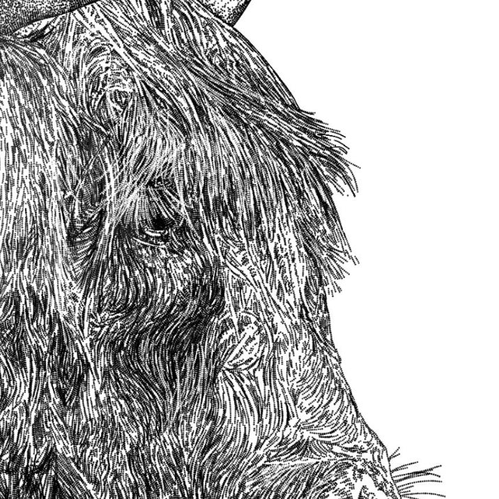 Highland Cow Black & White Print