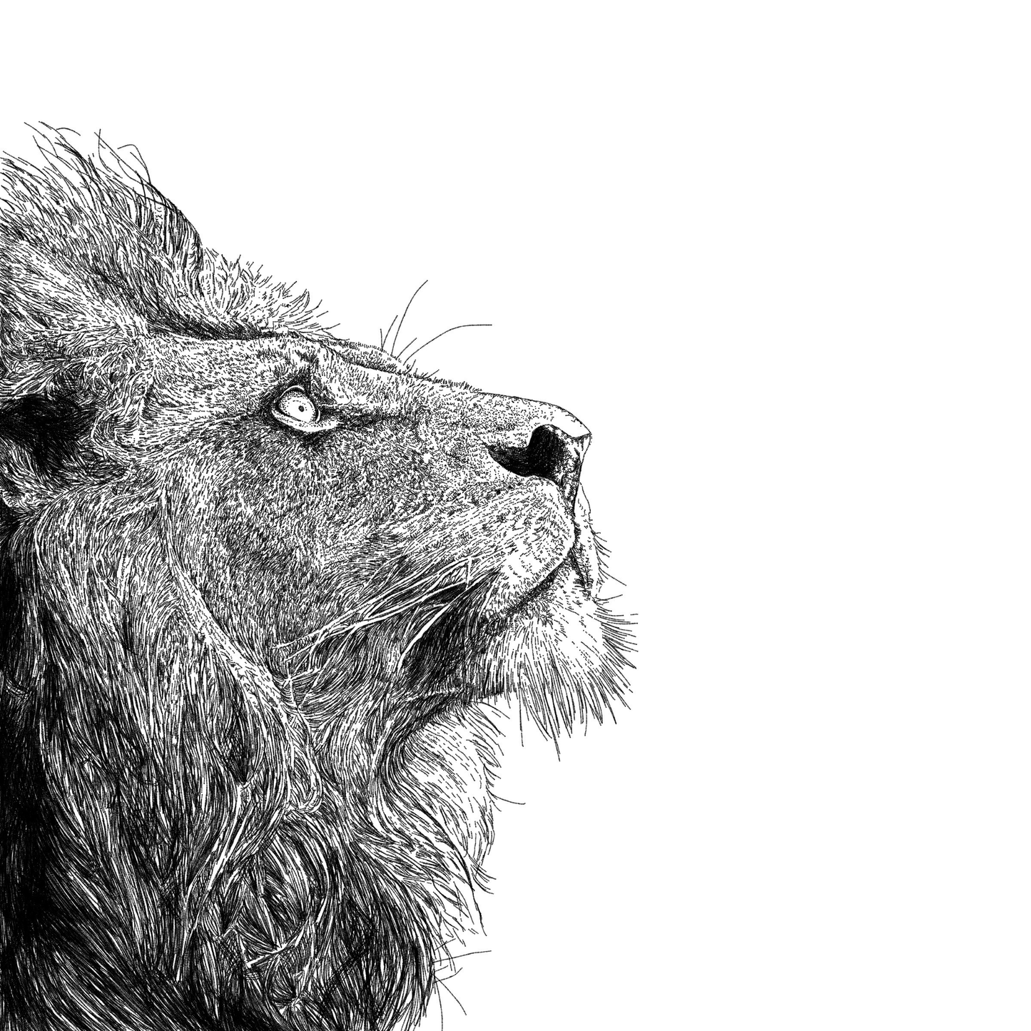 Lion Black & White Art Print