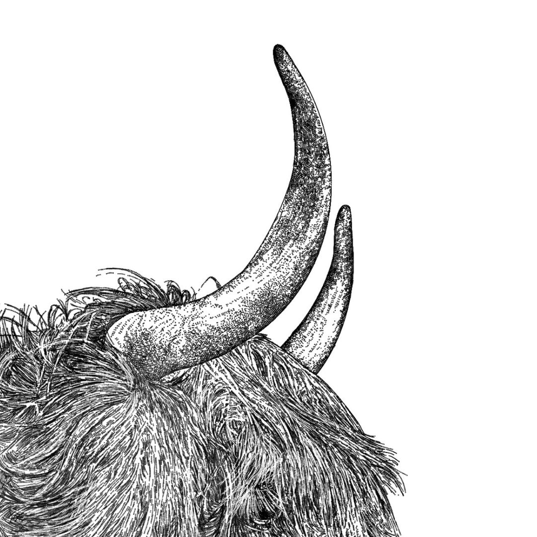Highland Cow Black & White Print