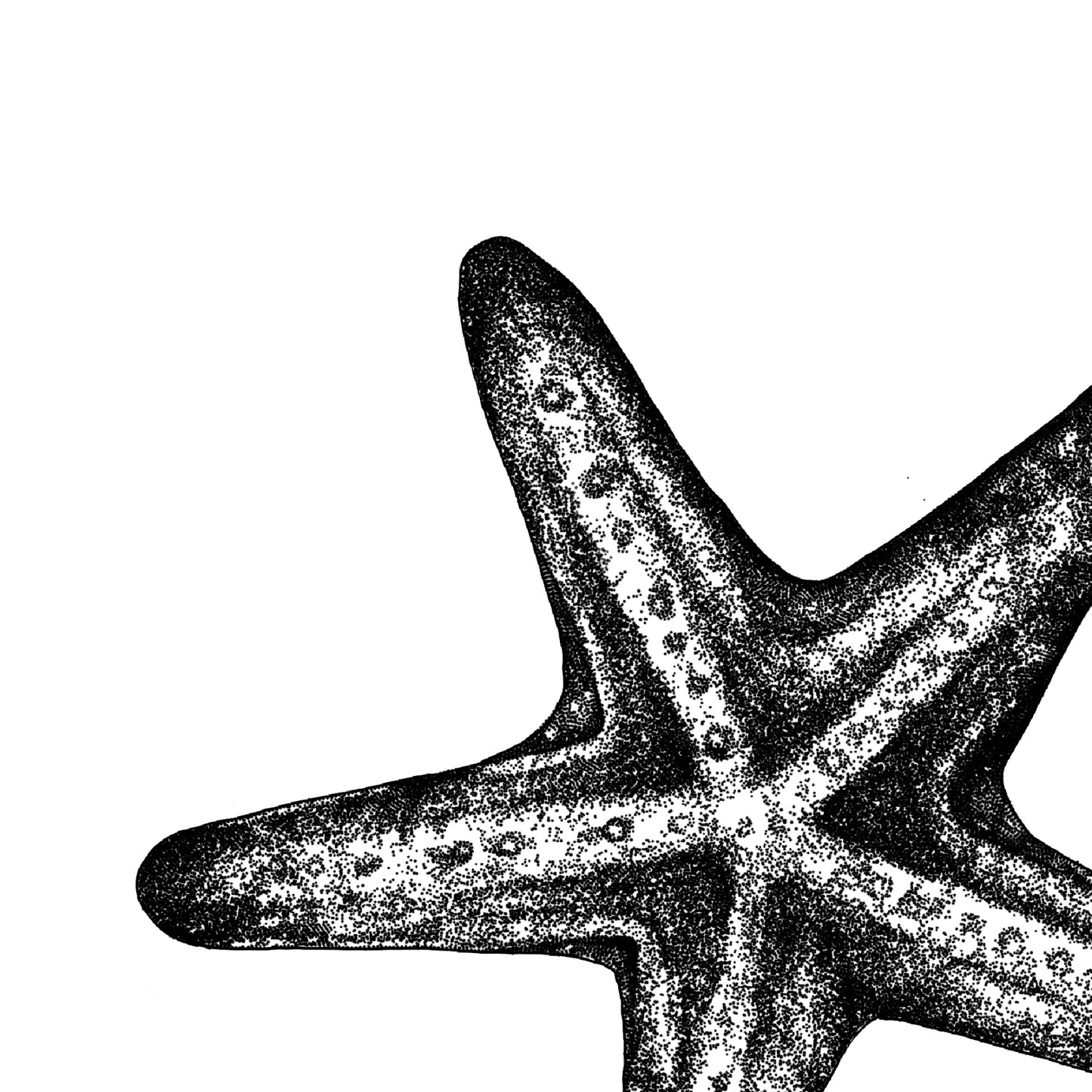 Black & White Starfish Card