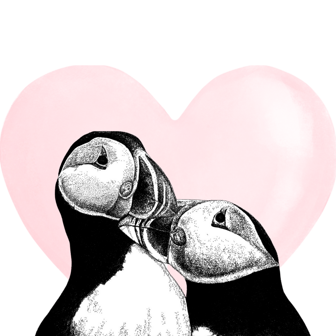 Puffins Heart Love Greeting Card