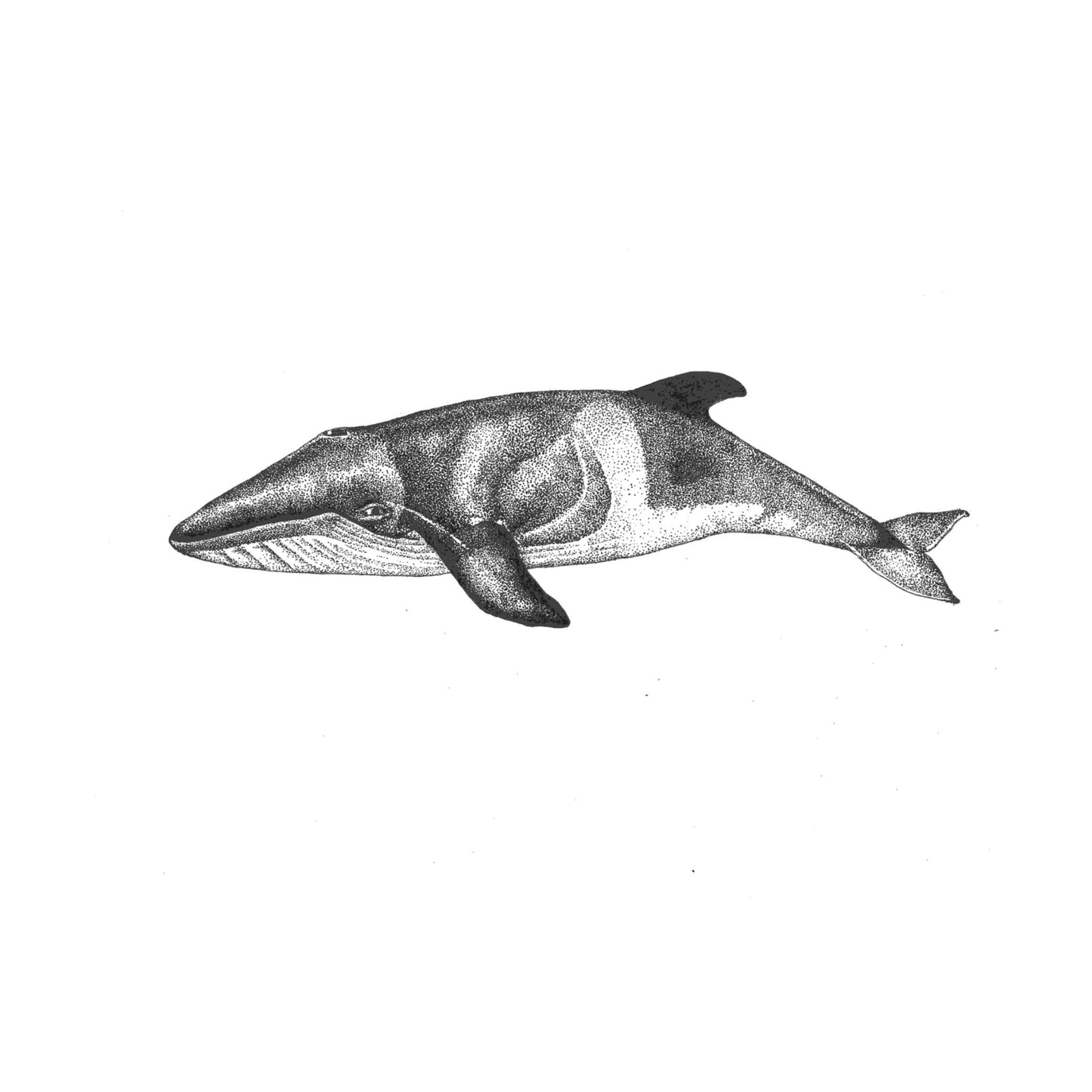 Minke Whale Print