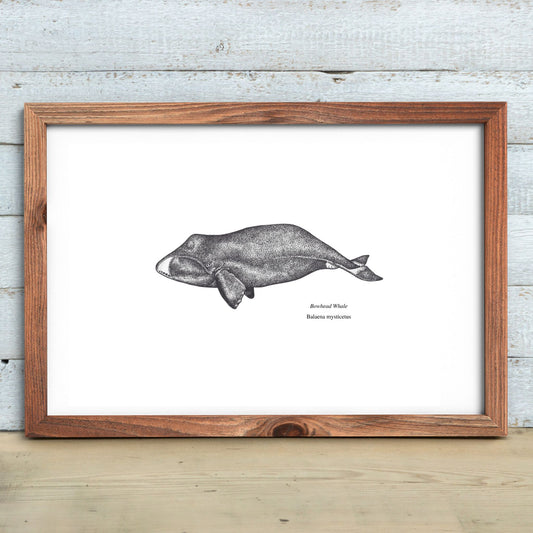 Bowhead Whale Print