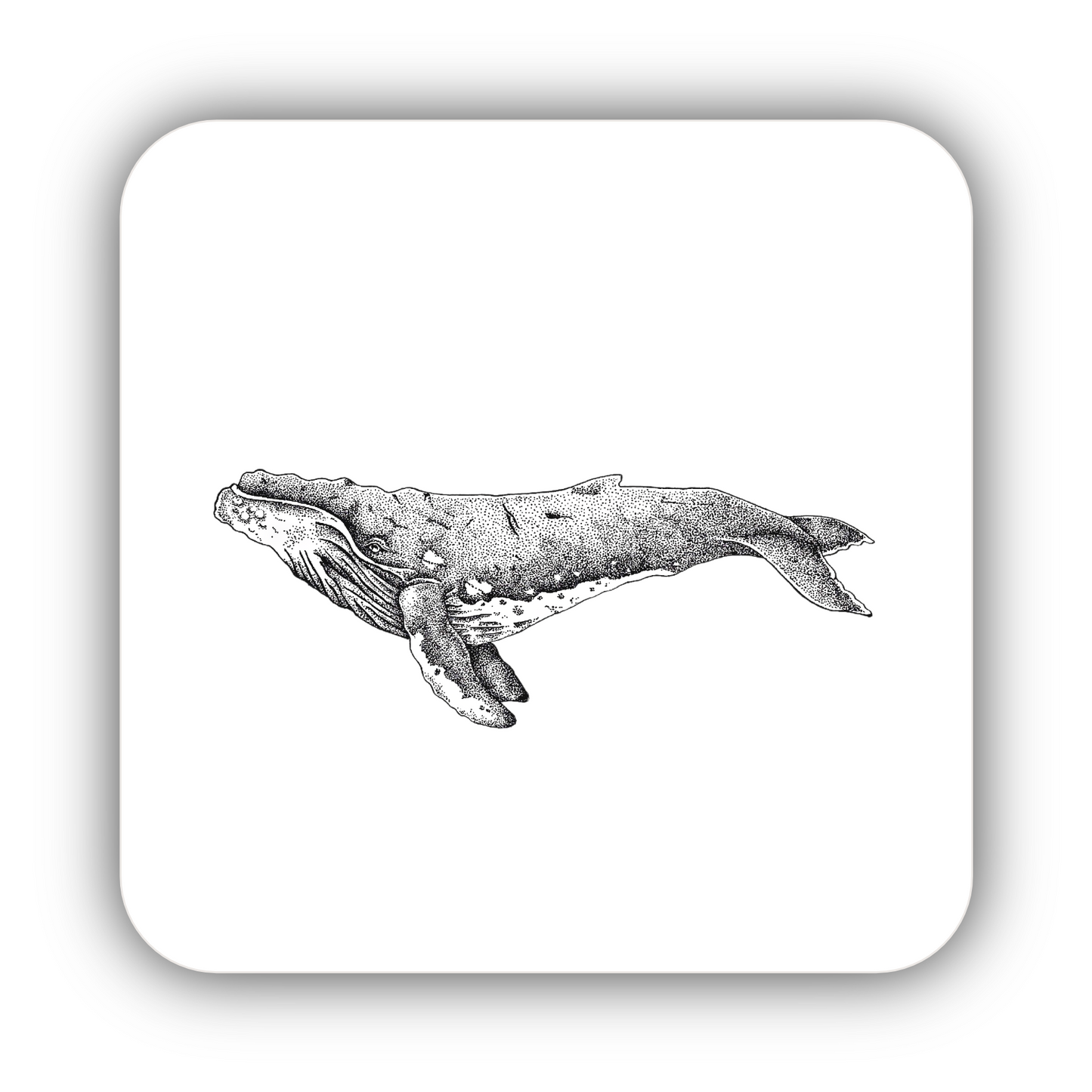 Humpback Whale Coaster