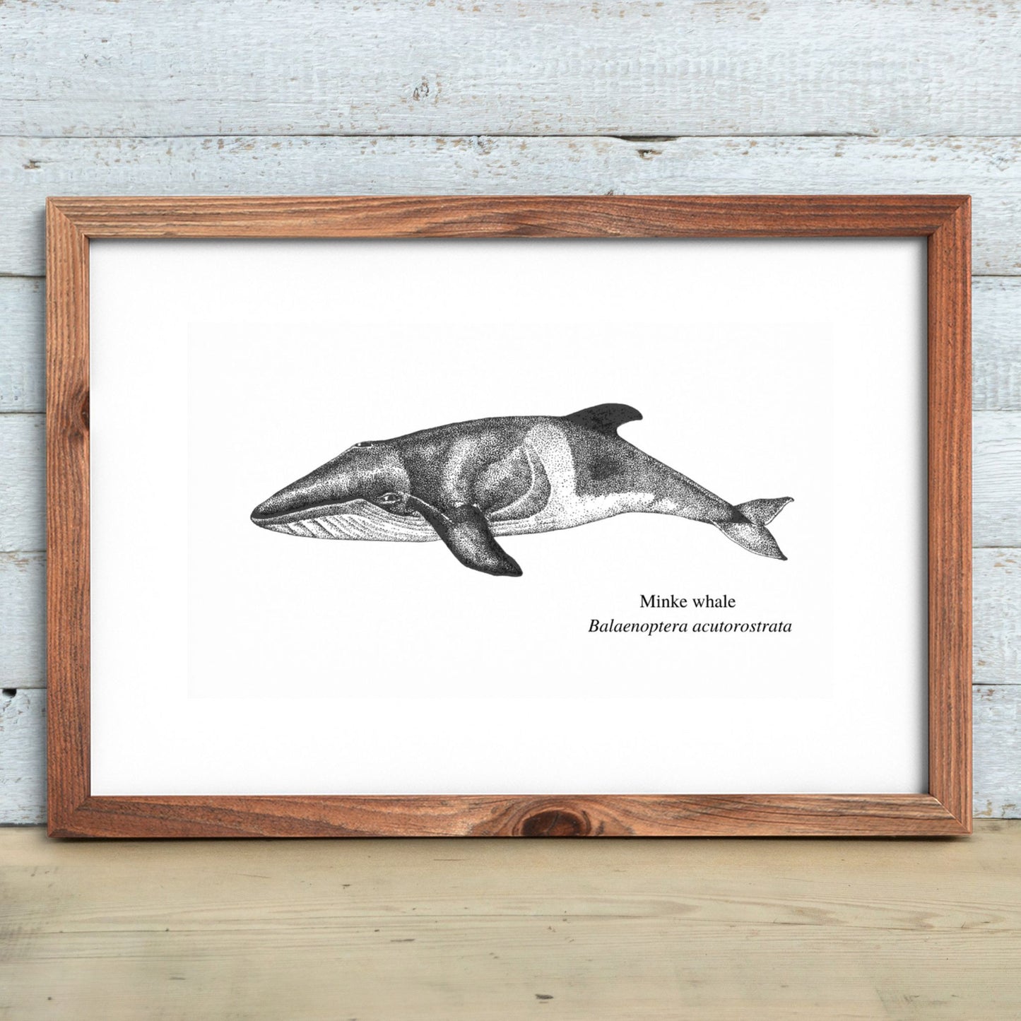 Minke Whale Print