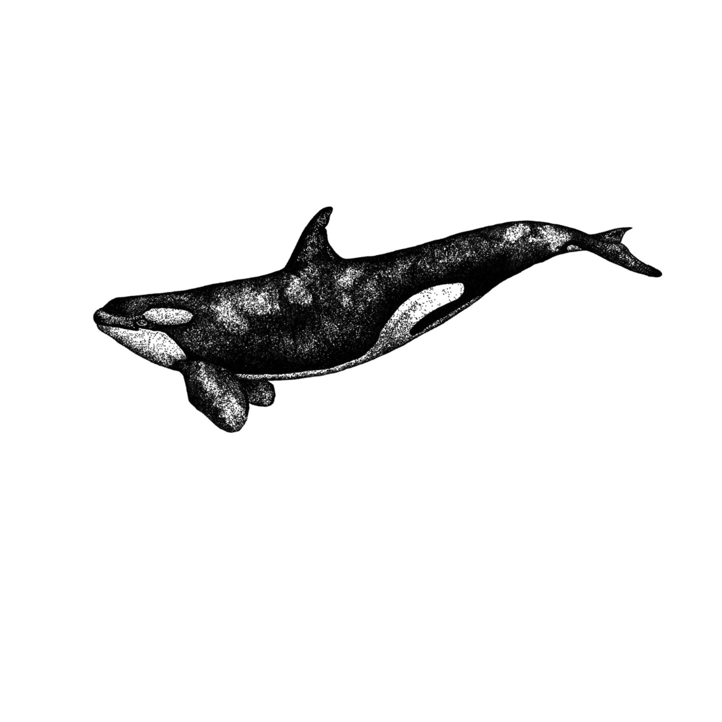 Orca Whale Print