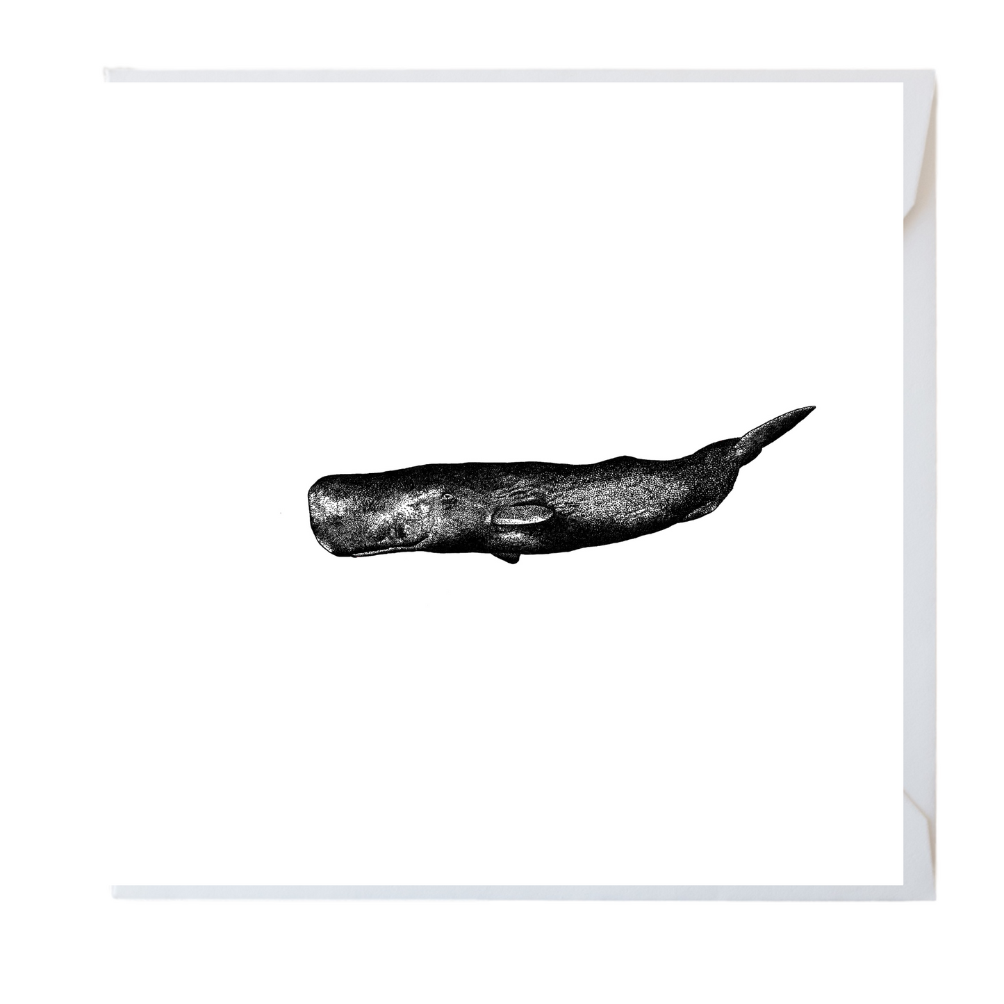 Sperm Whale Card